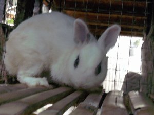 kelinci dwarf hotot rabbit