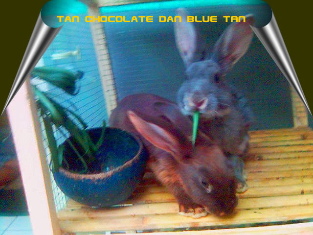 kelinci tan coklat biru hitam